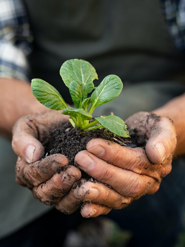 farmer-hands-planting-sprout-in-soil.jpg